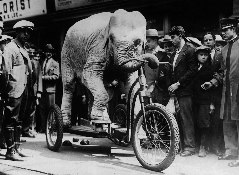 Illustration for article titled Strange Historic Photos Of Intelligent Animals